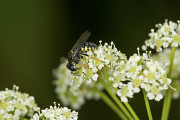 Typhiid wasp on white poison hemlock flowers in Connecticut.