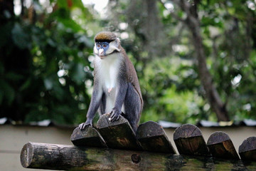 African Red-tailed Monkey / Guenon Sitting Patiently 