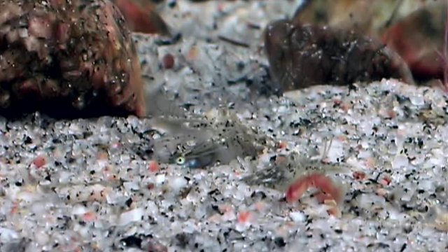 Glass shrimp eats fish underwater seabed of White Sea Russia. Unique macro video close up. Predators of marine life on the background of pure and transparent water stones.