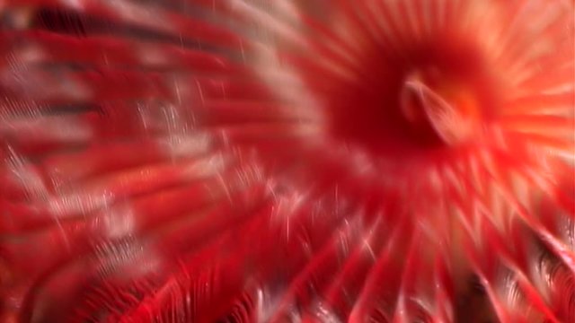 Bright red polychaete worm macro underwater on seabed of White Sea. Unique video close up. Marine life of chone infundibuliformis on black background of pure water. Relax.