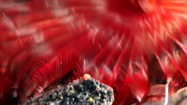 Bright red Potamilla reniformis macro underwater on seabed of White Sea. Unique video close up. Marine life of polychaete worm on black background of pure and transparent water. Relax.