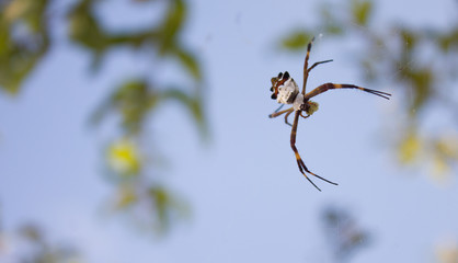 Spider