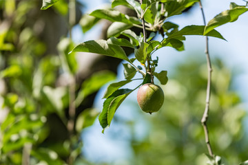 リンゴの幼果