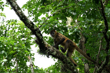 Monkey in the Jungle of Costa Rica - Spider Monkey Goffrey