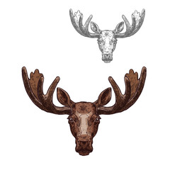 Moose or elk wild animal head isolated sketch