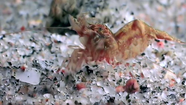 Red shrimp masked in search of food underwater close up of White Sea Russia. Unique video close up. Predators of marine life on the background of pure and transparent water stones.