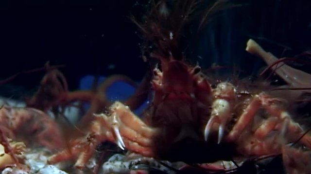 Crab hios underwater in search of food on seabed of White Sea Russia. Unique video close up. Predators of marine life on background of pure and transparent water stones.