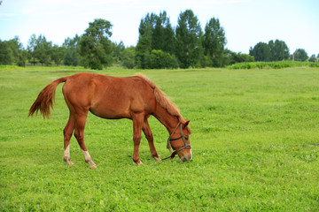 Obraz premium The horses in the grasslands