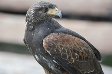 The old art of falconry