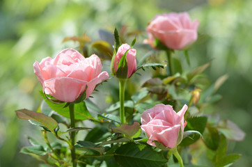 Розовые розы.