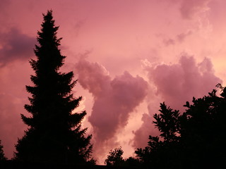 tree silhouette in front of dramatic red orange clouds