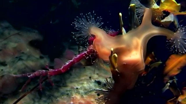 Lucernaria quadricornis captures and eats Caprella underwater in White Sea. Unique dramaturgy pic macro video close up. Marine life on black background of pure and transparent water. Relax.