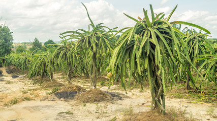 the plantation of garden fruit in indonesia