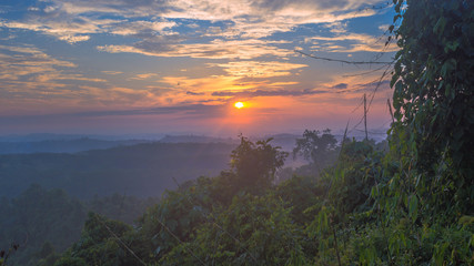 beautiful misty forest in the morning