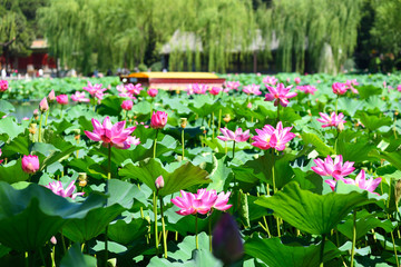 Fototapeta na wymiar Beihai park scenery in summer in Beijing,China.