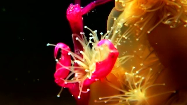 Lucernaria quadricornis captures and eats Caprella underwater in White Sea. Unique dramaturgy pic macro video close up. Marine life on black background of pure and transparent water. Relax.