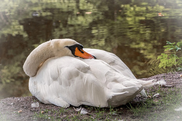 Schlafender Schwan