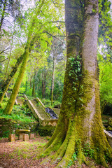 Park of Bussaco. Coimbra. Portugal