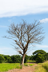 Leafless trees in rice fields.