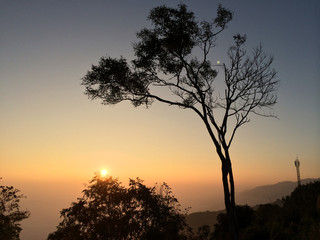 Dry tree on the mountain