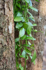 Small leaves on the tree