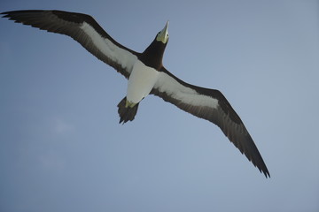 カツオドリ 小笠原諸島 ogasawara Sula leucogaster