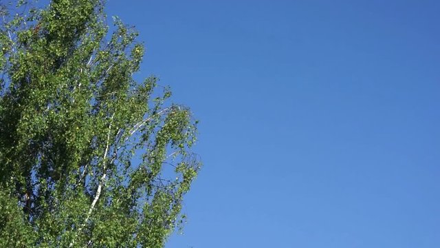 Part of the birch on the side of the frame, swaying in the wind in summer against the background of a clear cloudless blue sky with a copy space for your text.