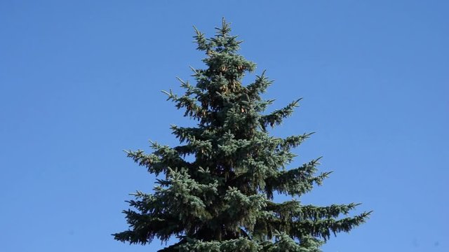 blue fir tree swinging on the wind  in the center of the frame against clear cloudless blue sky 