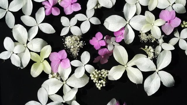 top view wet white and pink hydrangea flowers float on a black water surface background