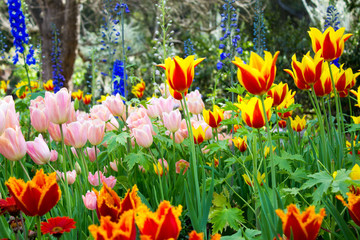 Magnificent light drenched fully bloomed garden full of color and a wide variety of tulip species.