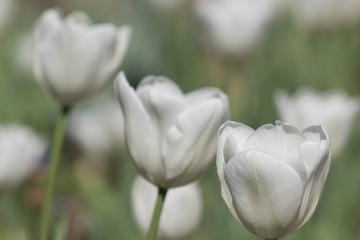Beautiful white tulips with lovely light muted green stalks and leaves in a field or garden on a spring or summer's day.