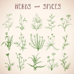 Set of herbs and spices.