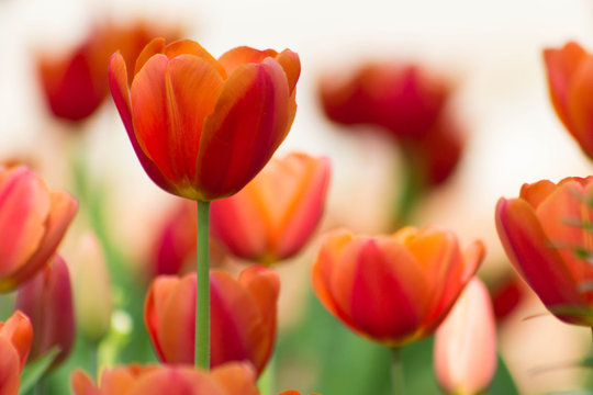 Beautiful Field of Red Tulips with white background