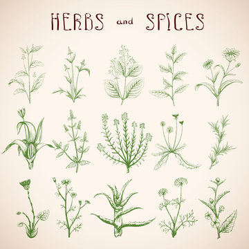 Fototapeta Set of herbs and spices.