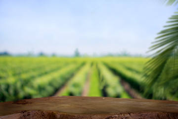 Empty rustic top wood table at gripening soybean field. For agricultural or product Display montage.