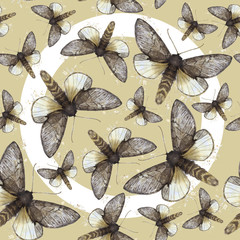 Watercolor drawing seamless background of shaggy butterfly moths, night butterfly, brown color, wings light with spots on a colored background with white circle, for decor, print