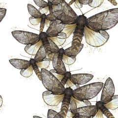 Watercolor drawing seamless background of shaggy butterfly moths, night butterfly, brown color, wings light with spots on white background for decor, prints