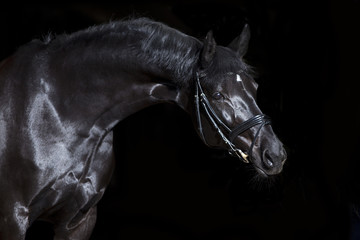 black horse black background - obrazy, fototapety, plakaty