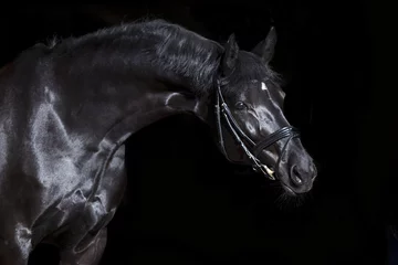 Foto auf Acrylglas schwarzes Pferd schwarzer Hintergrund © anjajuli