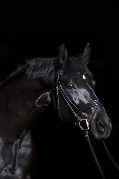Schwarzes Pferd mit schwarzem Hintergrund