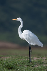 Great egret (Ardea alba)