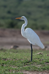 Great egret (Ardea alba)