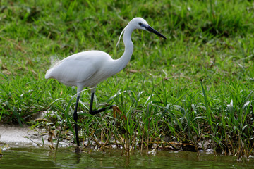 Great egret (Ardea alba)