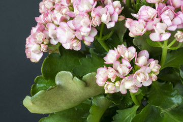 Kalanchoe - pink flowers.