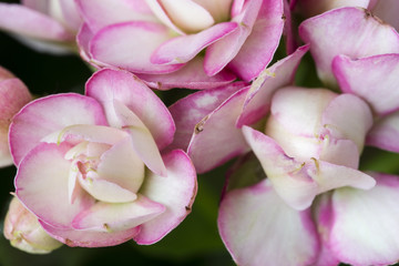 Obraz na płótnie Canvas Kalanchoe - pink flowers.