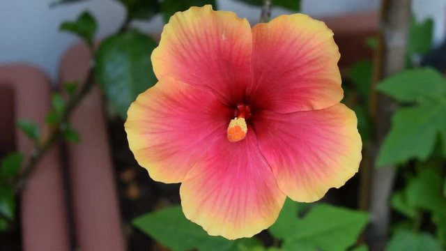 Hibiscus Rose Hibiskus mallow गुड़हल ibisco video flower Ketmia fiore خطمي flora &Iota;&beta;ί&sigma;&kappa;&omicron;&sigmaf; Hibiscos 무궁화속 flor Բաղրջուկ &Iota;&beta;ί&sigma;&kappa;&omicron;&sigmaf; Hibiskukset 