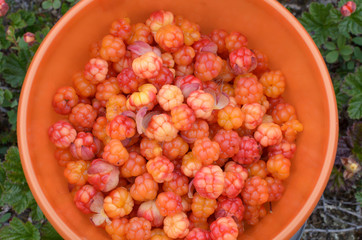 Ripe cloudberries in a bucket in a clearing .