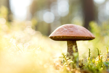 Brown mushroom in the woods. Fungus in the middle of trees and grass in forest. Sun shining. Rough-stemmed bolete, scaber stalk or birch bolete, Leccinum scabrum in Latin. Negative copy space for text