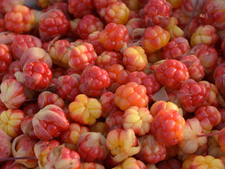 Many ripe cloudberries close photographed.