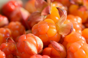 Many ripe cloudberries close photographed.